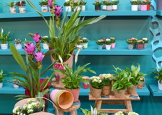 KP Holland toonde ook het assortiment waarmee wordt ingezet op de duurzaamheid voor de consument door middel van niweue hoezen, verpakkingen en trays. 